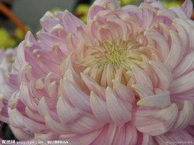 菊花(非高清)