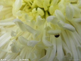 菊花(非高清)