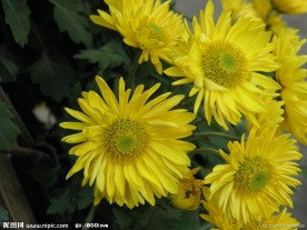 菊花(非高清)