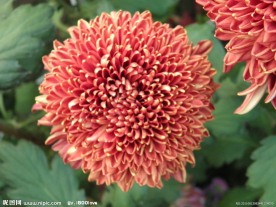 菊花(非高清)