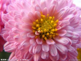 菊花(非高清)