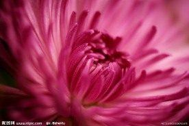 菊花特写