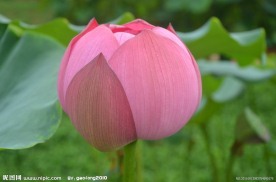 菏花花蕾