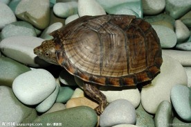 乌龟