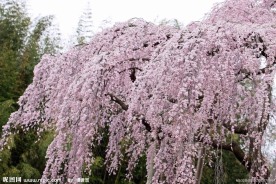 樱花树