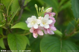 锦带花