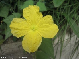 冬瓜花