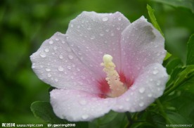 木槿花