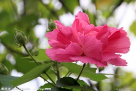 木芙蓉