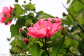 木芙蓉