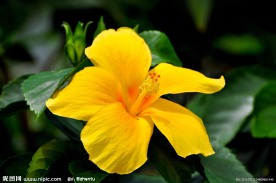 芙蓉花
