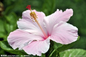 芙蓉花