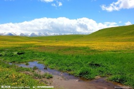 在那黄花盛开的地方