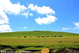 白云下面牛儿饱