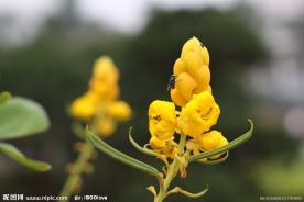 蜡烛花 翅荚槐