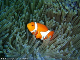 海底生物