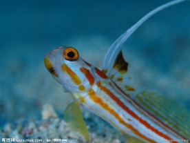 海底生物