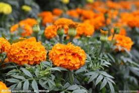 菊花 黄菊