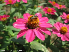 菊花 红菊