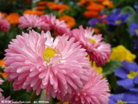 菊花 红菊