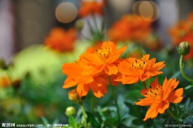 菊花 黄菊