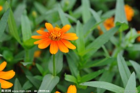 菊花 黄菊