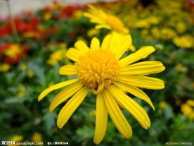 菊花 黄菊
