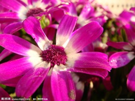 菊花 红菊