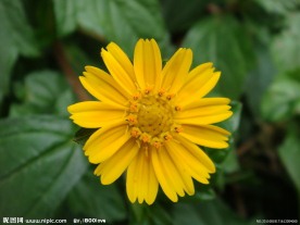 黄菊花