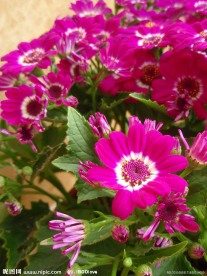 菊花 红菊