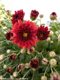 菊花 红菊