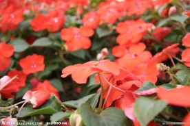 凤仙花