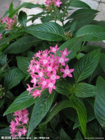 繁星花