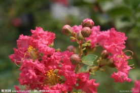 紫薇花