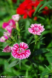 石竹花