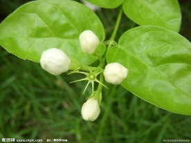 茉莉花