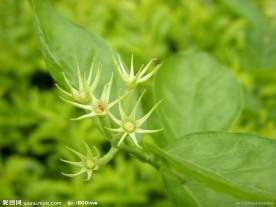 茉莉花