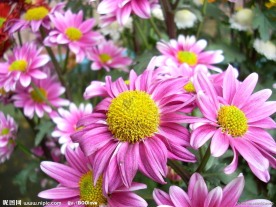 红菊花
