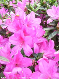 杜鹃花
