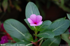 长春花
