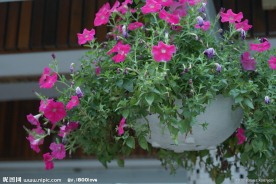 矮牵牛花