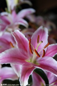 百合花
