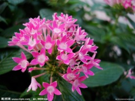 繁星花