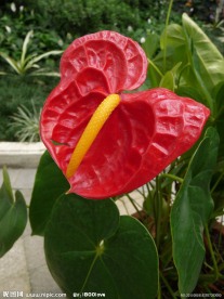 火鹤花