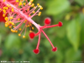 垂花悬铃花 锦葵科