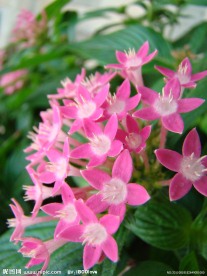 繁星花
