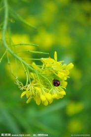 油菜花
