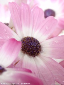 粉色菊花