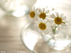 白菊花和玻璃杯
