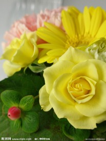 黄玫瑰 黄菊花